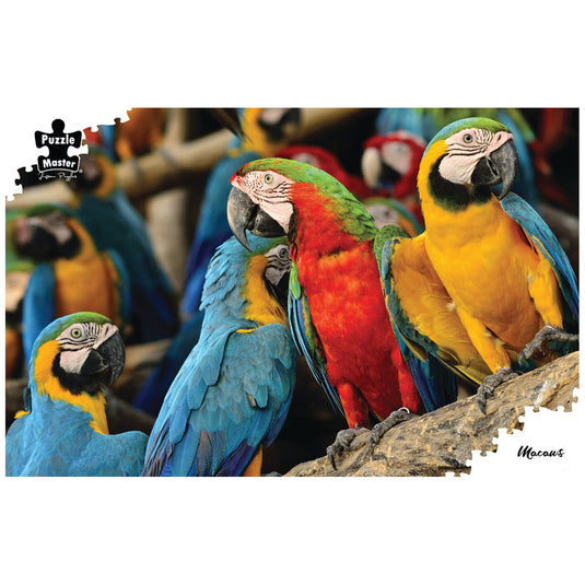 Macaws